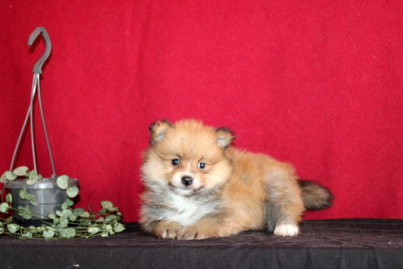 puppy, for, sale, Pomeranian, Matthew B. Stoltzfus, dog, breeder, Gap, PA, dog-breeder, puppy-for-sale, forsale, nearby, find, puppyfind, locator, puppylocator, aca